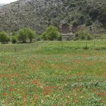 large fields with red flowers