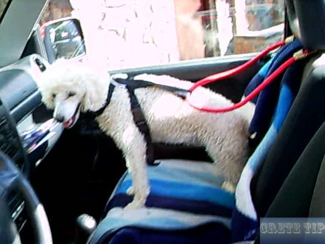 Dog strapped in car