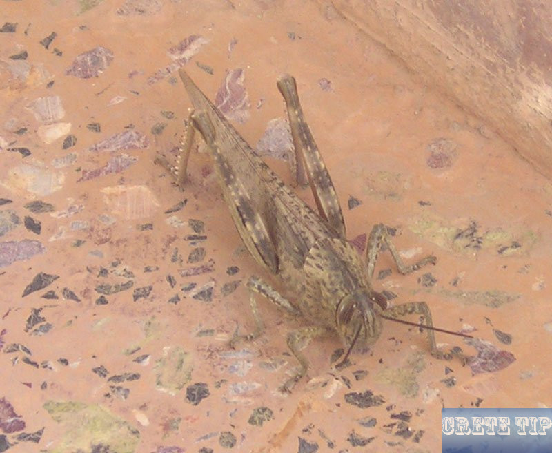 African grasshoppers