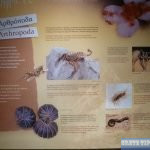 Special small creatures which are found on Crete.