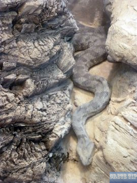 Snakes
