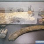 prehistoric mammoth