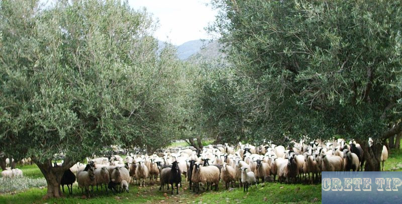 Sheep and olive trees 