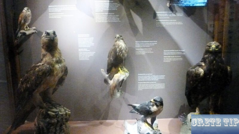 bird species exhibited in the Natural History Museum
