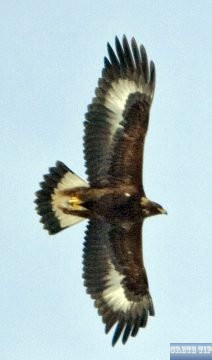 young golden eagle