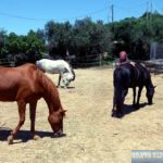 old Greek breed horses