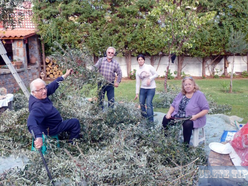Olive harvest at the hotel