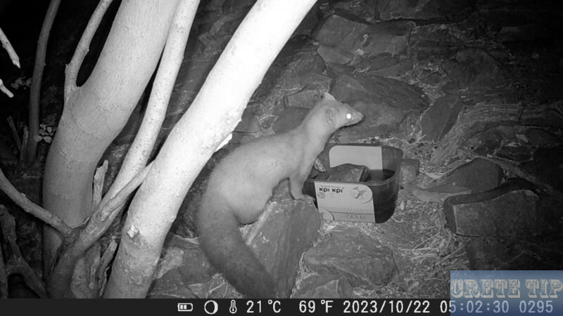 marten photographed with the infrared camera