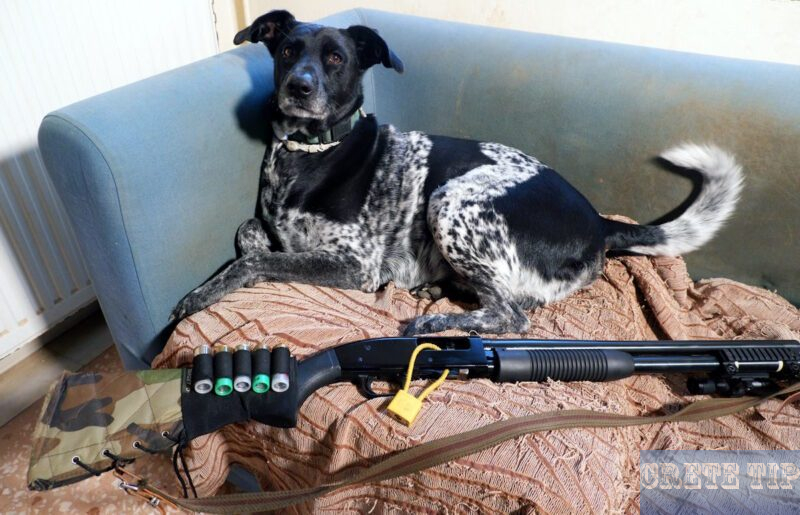Hunting dog and shotgun