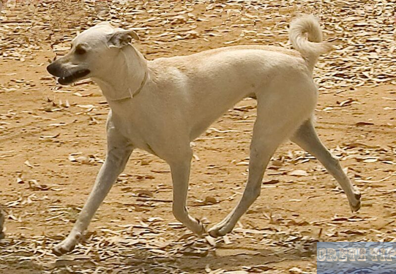 Sand-coloured Cretan hound