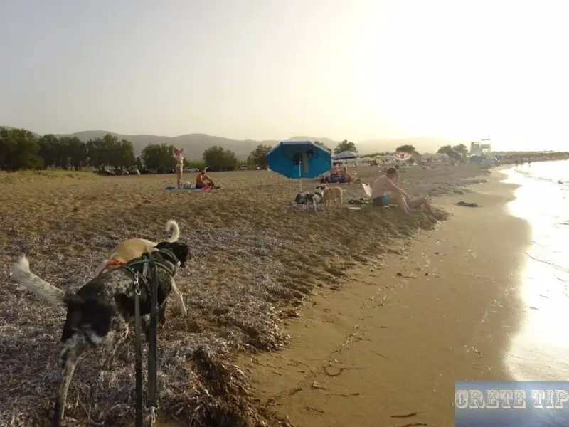 dogs at the beach