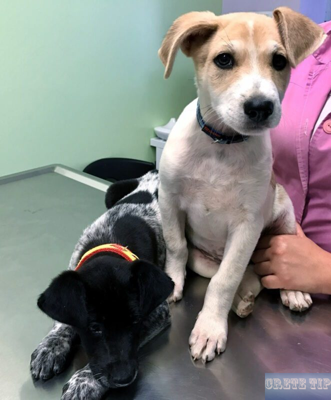 puppies at the visit