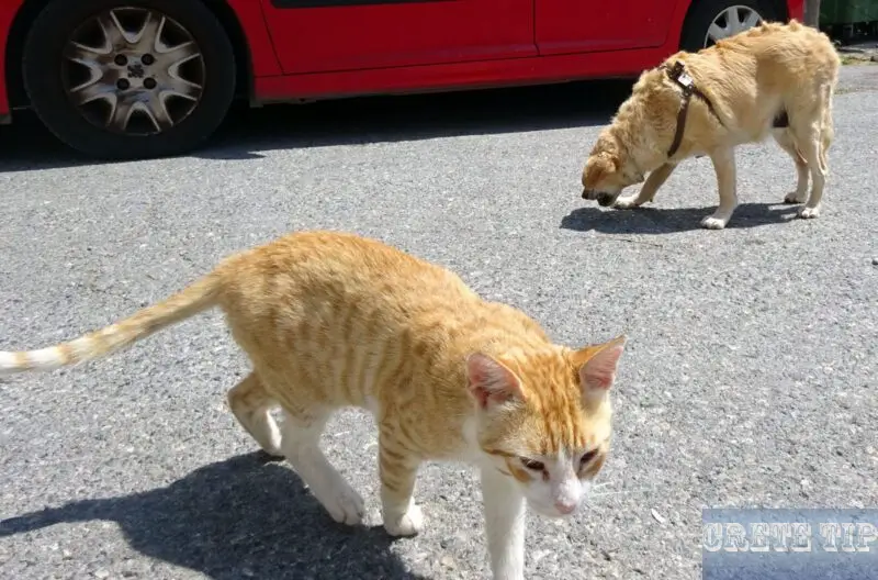 Dogs and cats