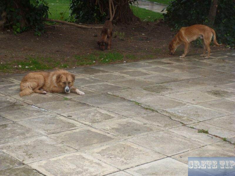 street dogs