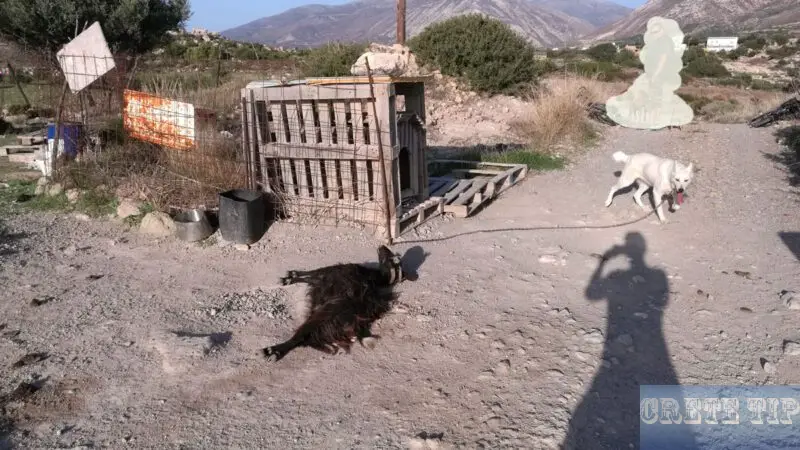 Chain dogs legal on Crete? 1 Chained dogs