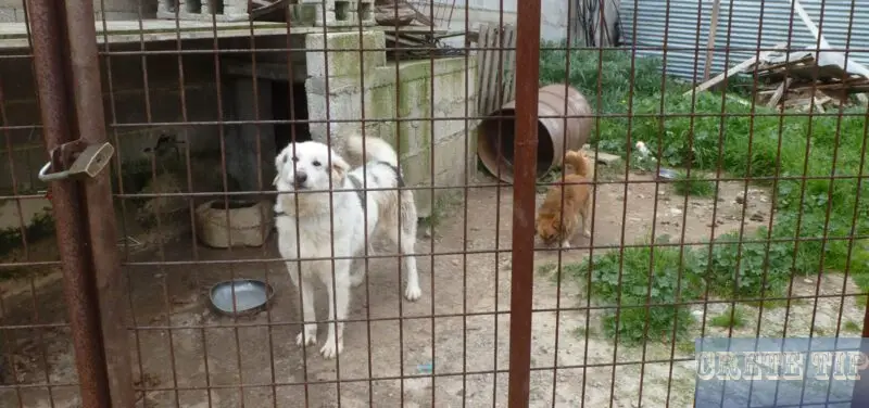 Report dog owners on Crete 1 Two dogs chained