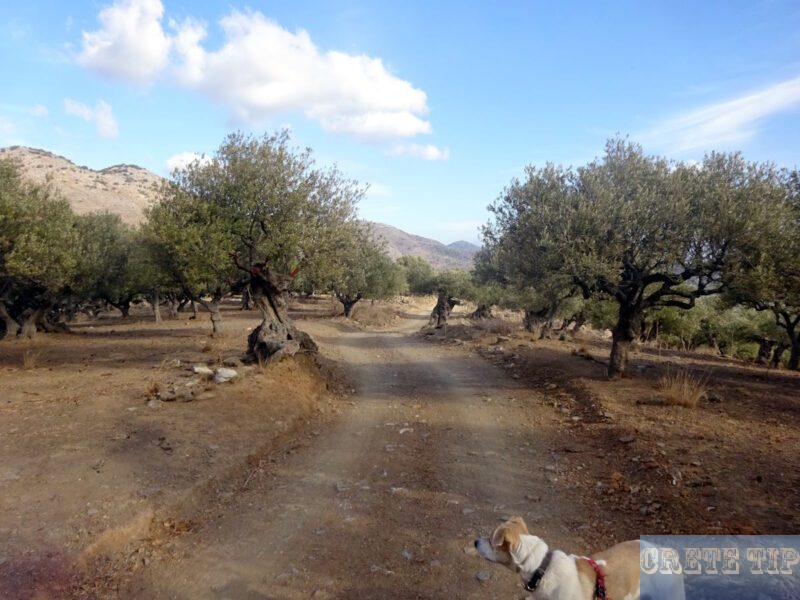 Olive trees in the drought