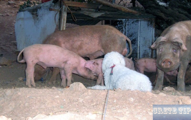 pigs