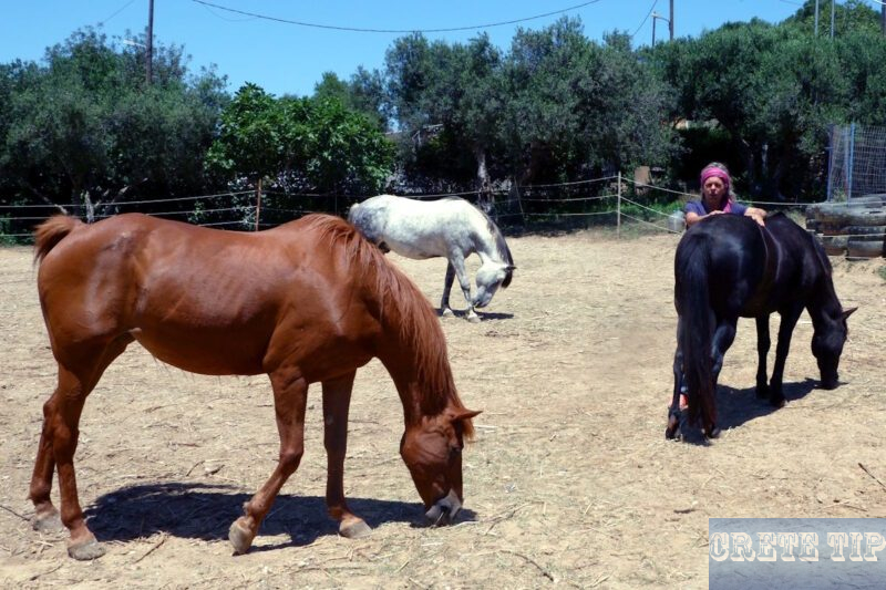 Horses of ancient Greek breeds