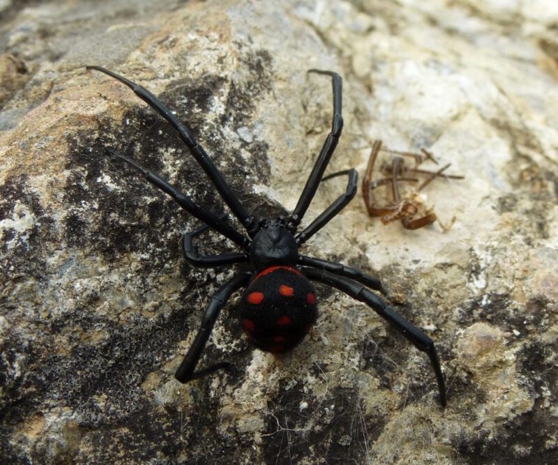 Latrodectus tredecimguttatus habitus