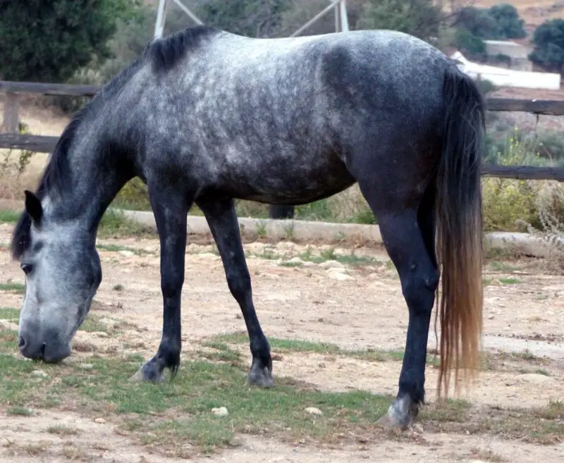 messara horse