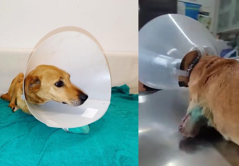 Animal cruelty