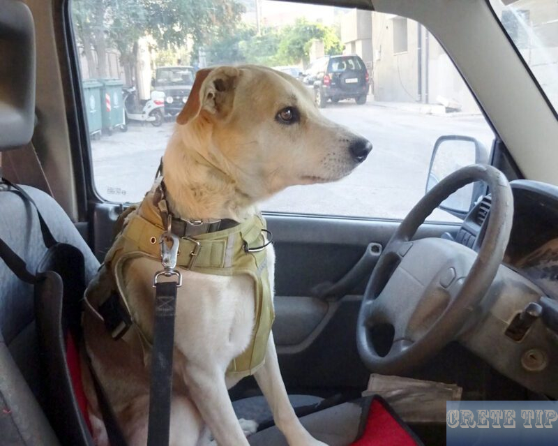 What are the current regulations on Crete's roads? 4 Dog at the wheel!