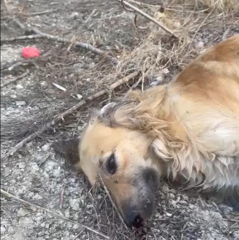 poisoned strays