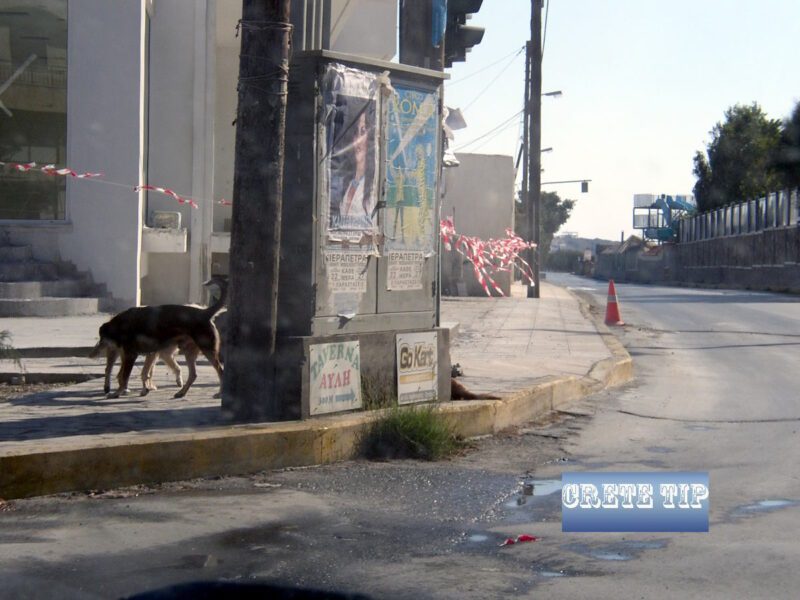 Free Pet Sterilization in Ierapetra: How One Official's Opposition Is Blocking a Life-Saving Program 2 PB180006 logo