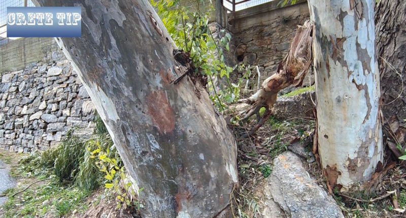 abgebrochener ast baum