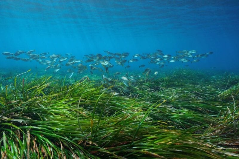 posidonia oceanica