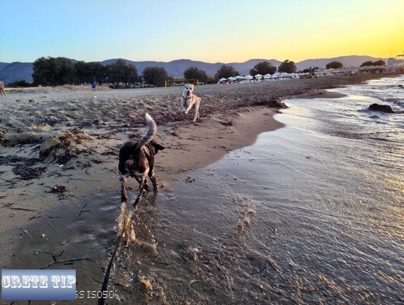 potamos beach posidonia reste