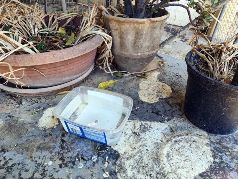 A summer just like in the old days: Crete is enjoying warm weather without any extremes, but always remember to provide water for the animals! 3 wasserschale voegel